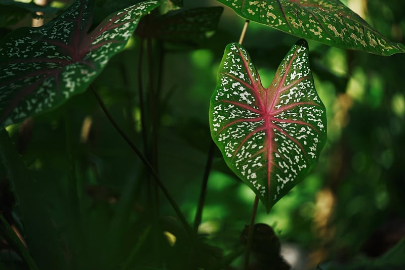 Nature Crafts